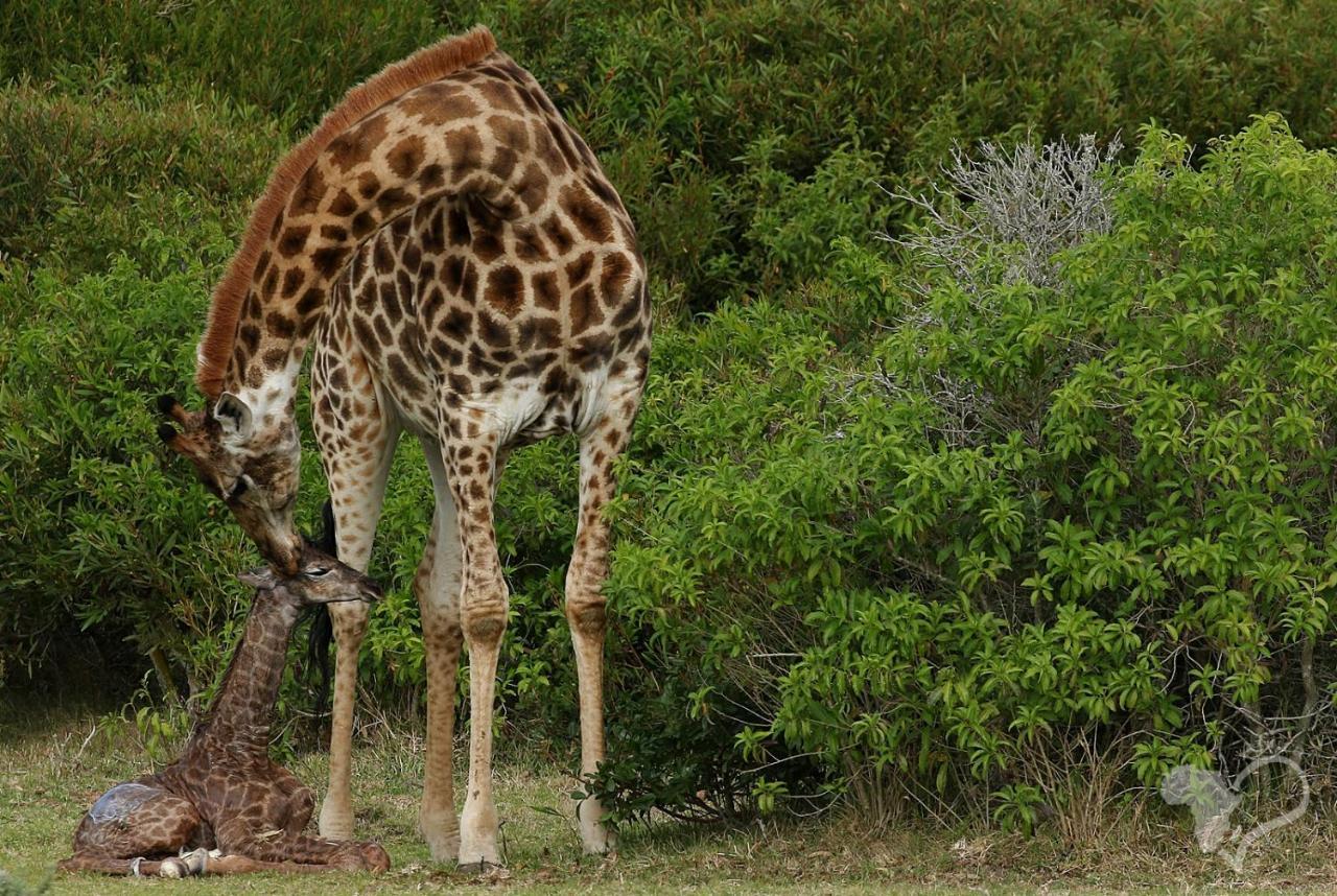 Kragga Kamma Game Park Villa Порт Елизабет Екстериор снимка